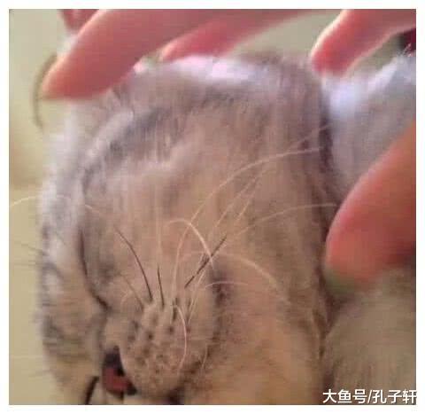 不小心掐掉猫咪的胡子了怎么办？主人：悄悄的塞回去，动作要利索！