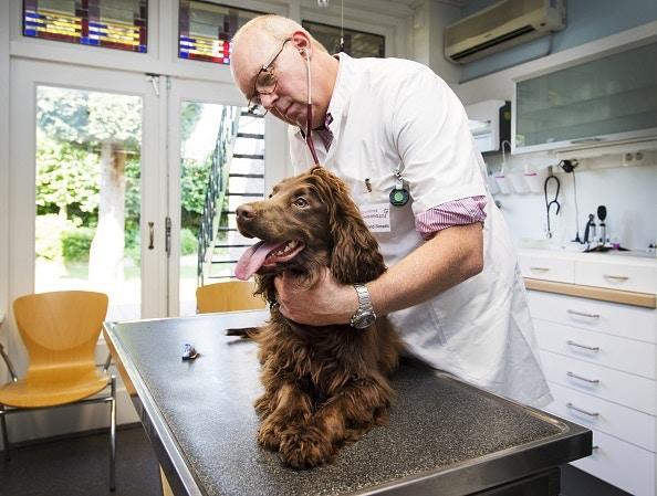 狗狗身上有着浓厚的狗味？别急着洗狗，可能是其他地方出了问题