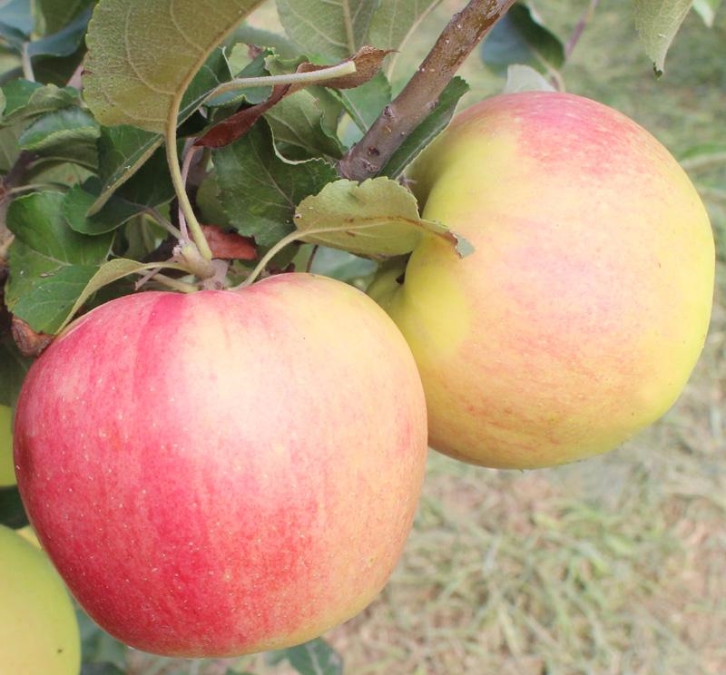 太太太好吃了！这8类老少皆宜的水果，比生活市场卖的便宜