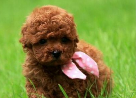 家里的泰迪毛发褪色该怎么办？学会这几招，教你轻松应对