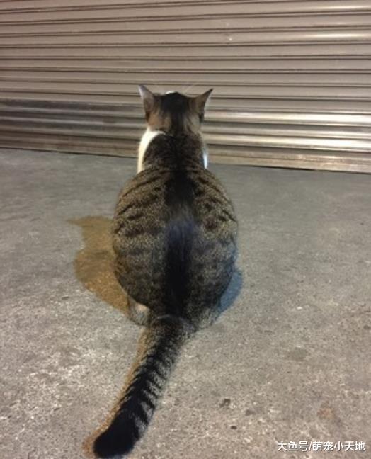 骑车待转九分看到猫吹个口哨就跑过来，载回家后养成巨饭团