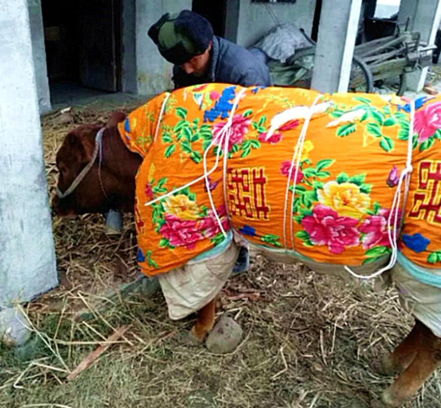 大爺把新棉被抱去牛棚，網友納悶百思不解時，奇怪的一幕出現了