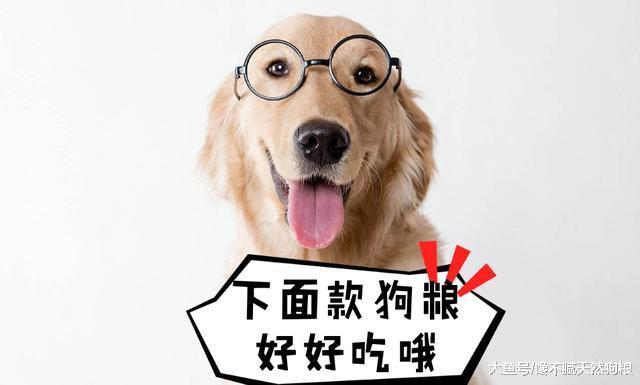 千万不要随便把狗狗送人, 会有5个严重后果, 它们真的很伤心!