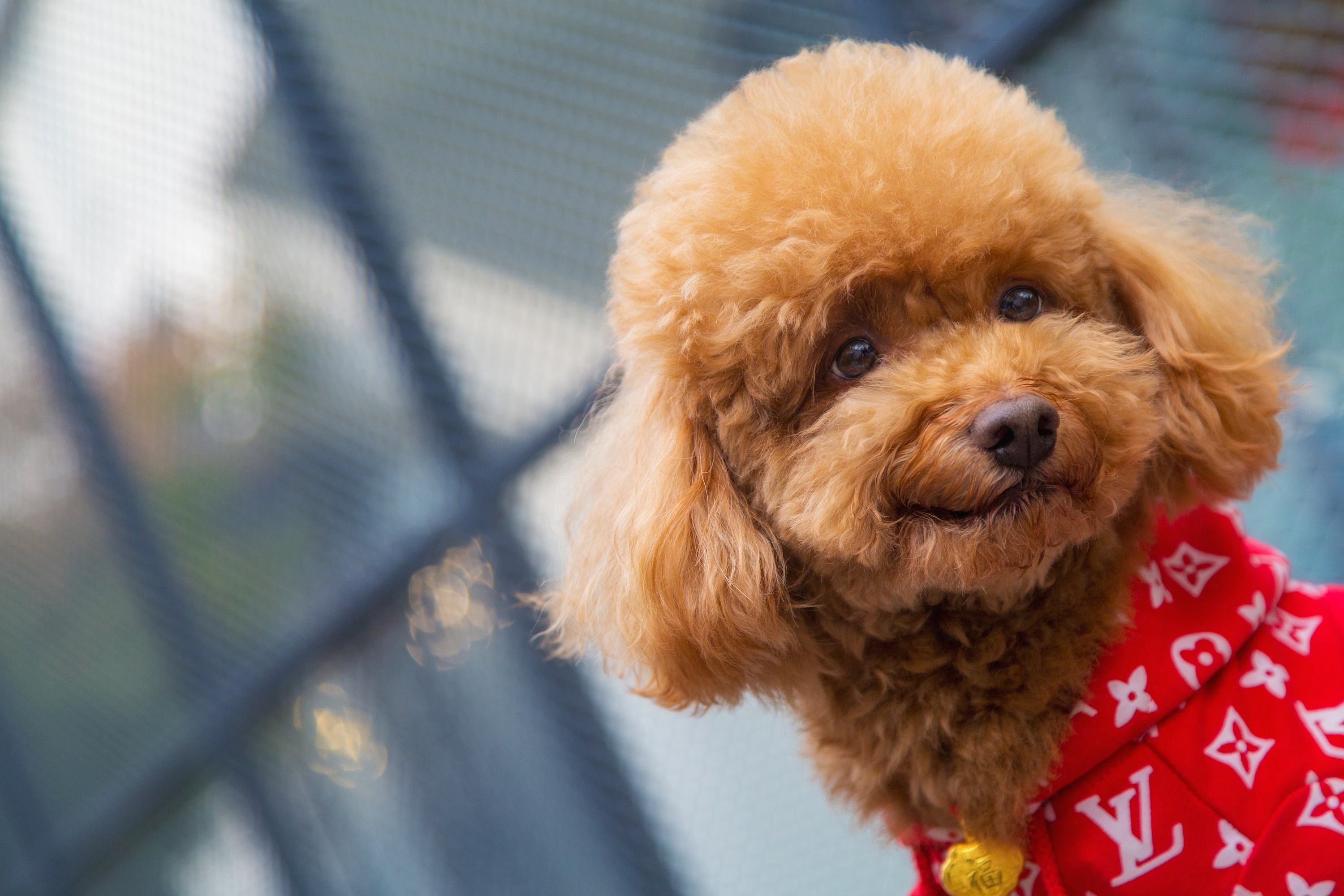 对于宠物来说，它对我们有什么影响