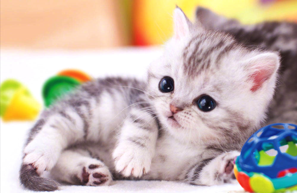 如果家里有一群这样的喵星人，恐怕谁也顶不住啊