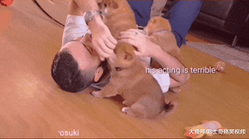 小哥倒地“装死”，结果被3只小柴犬围攻，耳朵都被啃红了