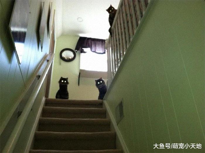 面露凶光！２４张具有威胁感的动物，可爱的你们去哪了？！