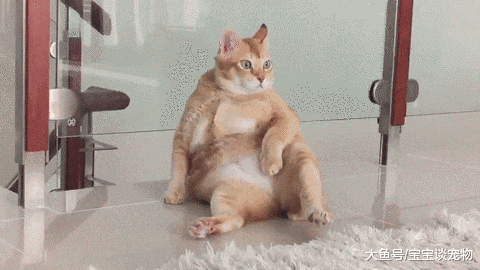 一只油腻的“中年橘”，这画风太辣眼，主人表示实在看不下去了！