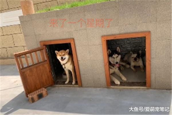 主人给三只狗狗盖个别墅，却因“装修”而走红，网友们纷纷点赞