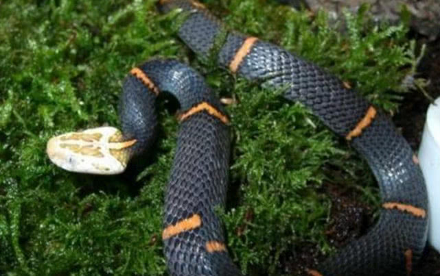 「」中国“脾气”最大的蛇，被抓到之后，宁愿饿死也不愿进食！