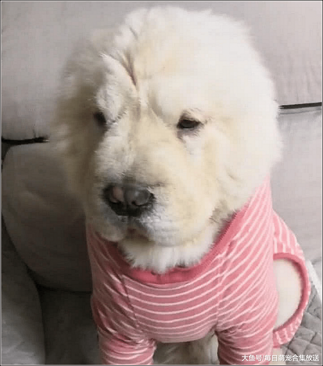 主人给狗狗穿衣服，狗子把头伸进衣服里，随后一幕瞬间萌翻了