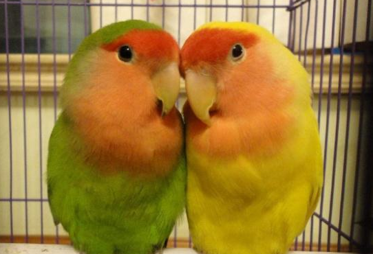 艳丽的牡丹鹦鹉会学舌吗？饲养漂亮的它们不注意这些可不行！