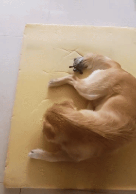 田园犬咬坏海绵垫，主动卧在破洞上，狗：不能让主人发现……