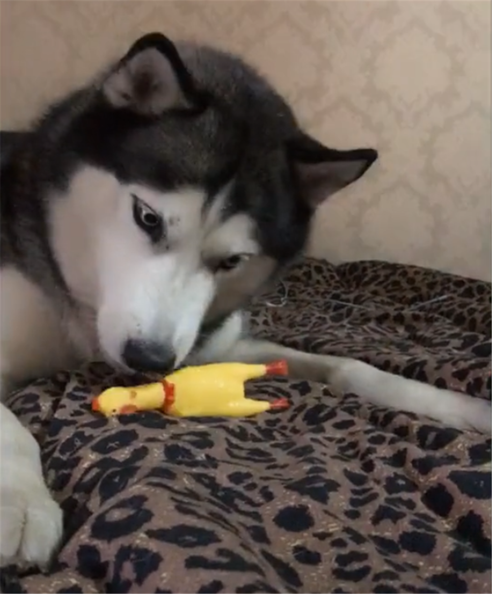 二哈拆毁牌桌, 主人打牌用狗的身体当桌, 狗: 我为这个家付出太多