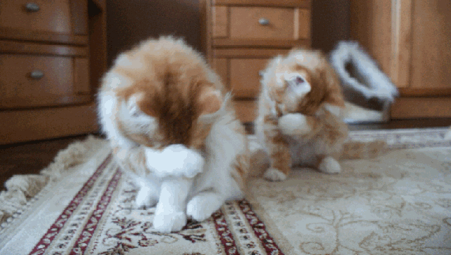 为啥猫咪每天掉毛依然毛茸茸？别酸啦，其实猫也是会秃的！