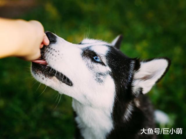 什么是狗狗的有机食物？应该给狗狗喂什么食物才是最好的？