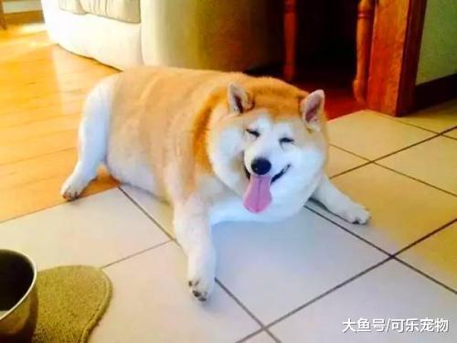 主人给狗买烤鸭吃，结果狗胖的快走不动了，网友：这猪瘦的像只狗