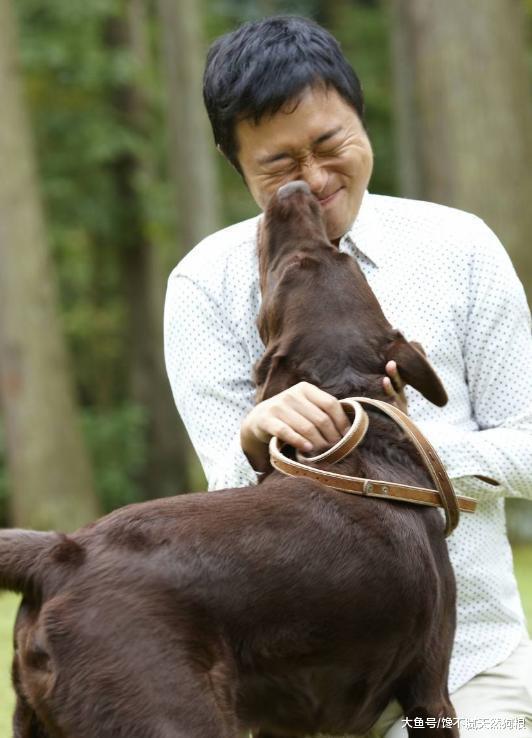 拉布拉多总是舔人, 不只是喜欢你, 只是告诉你这5件事!