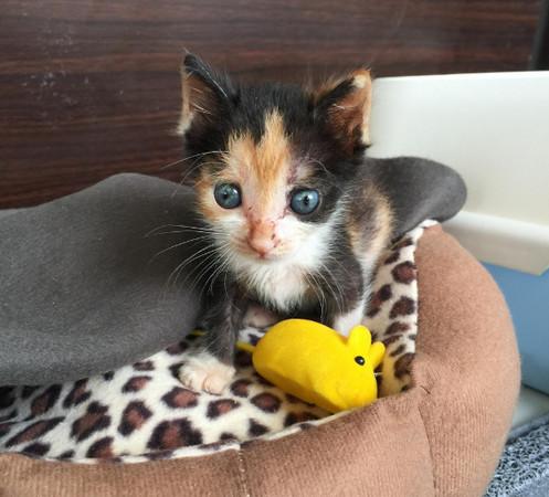 可怜！小猫太瘦弱被猫妈妈抛弃，不让它吃奶，被收养后拼命吃