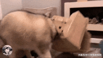 担心“胖儿子”无聊, 小哥做了个道具, 结果用不到几分钟