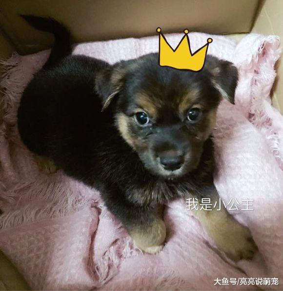 早上一开门跑进来一只小狗，长得挺可爱，网友：缘分！