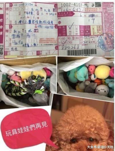 妈整理出巨型娃娃山准备捐出去，贵宾犬坐守一旁泪眼求情相当不舍