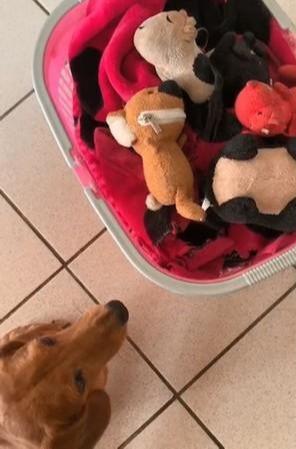 狗狗急得直跺脚，围着篮子转，主人不要把我的朋友们丢掉！