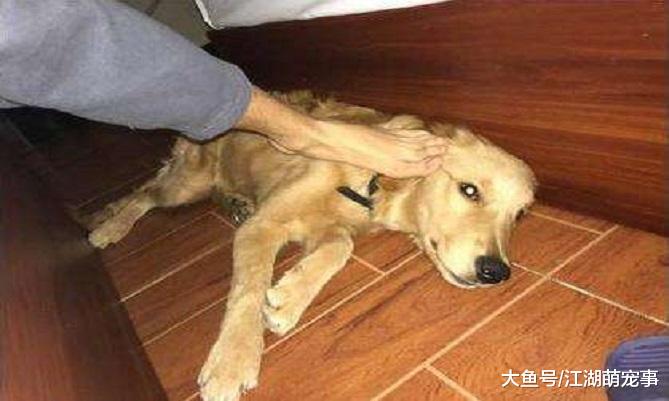 狗狗犯错挨打，为什么不反抗？原因让人感动