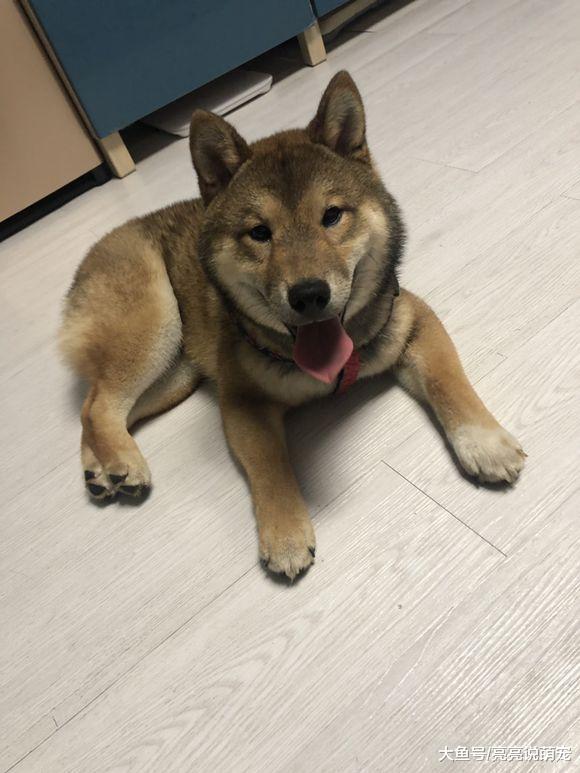 柴犬太倔了！主人出门没有跟它说，回来给好吃的都不理