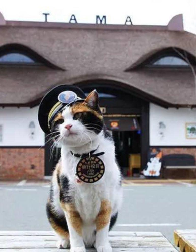 贵志站迎来新的猫站长! 老站长曾拯救了整个车站...