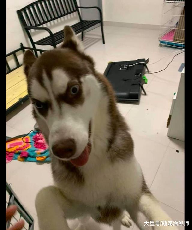 哈士奇把电视机摔了，还兴奋的往主人身上扑：你可以换个新的啦！