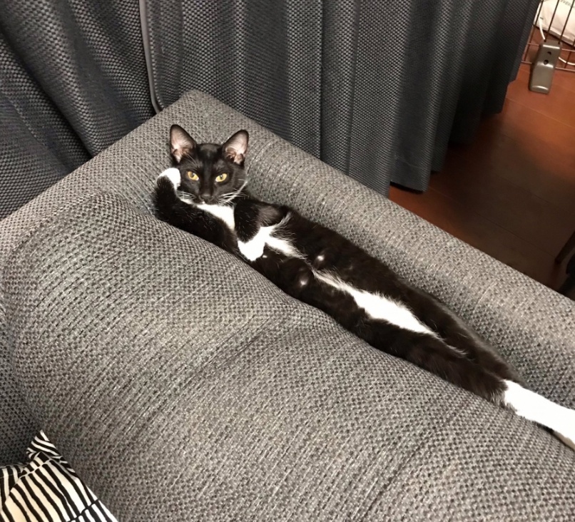 “萝卜你怕啥？本喵只吃萝卜炖牛肉！”11张猫咪趣图让你笑不停