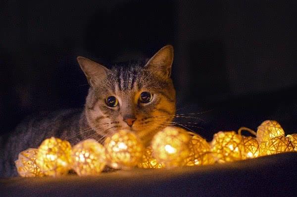 致铲屎官: 如何教育猫咪? 可以打它们, 但一定要用对方法!