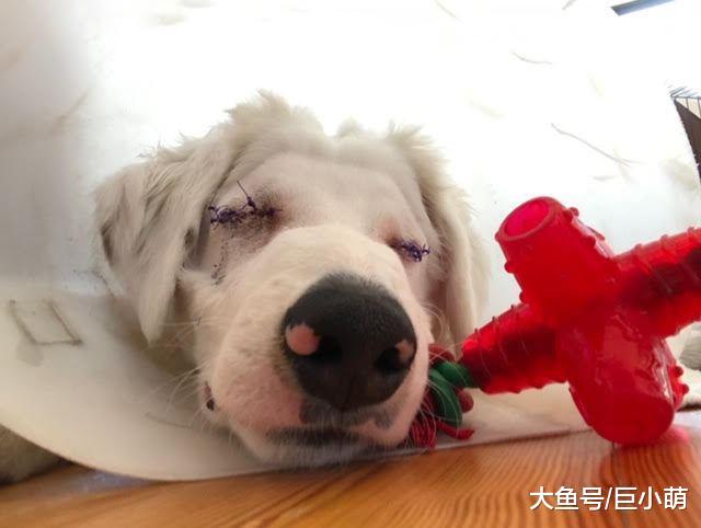 看不到听不见的狗狗，被主人遗弃在铁轨上，比任何狗都渴望活着