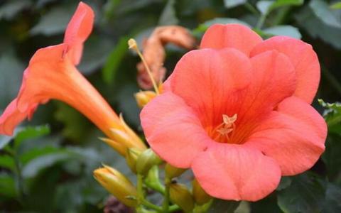 凌霄花在生活中并不少见，凌霄花泡水喝的功效还不少