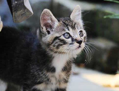 猫咪腿受伤了, 主人给它打上石膏腿, 小模样太逗了