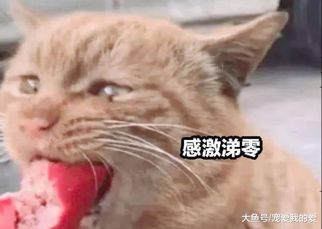 路遇一只吃垃圾的橘猫，女子给猫喂食，猫咪感动的“哭”了