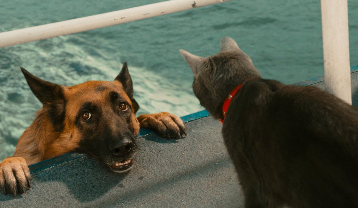 猫能对付比它大数倍的狗，为什么老虎却不能打赢大象？