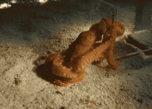 看起来平平无奇的章鱼, 原来还有这不为人知的一面