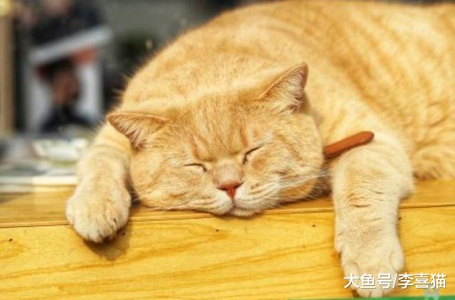 铲屎官需注意猫咪体内脂肪率，内在肥胖远比外在肥肉要危险