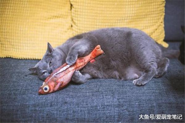 当猫奴生病时，为什么猫会睡在他的身上？原来喵主子也会安慰人！