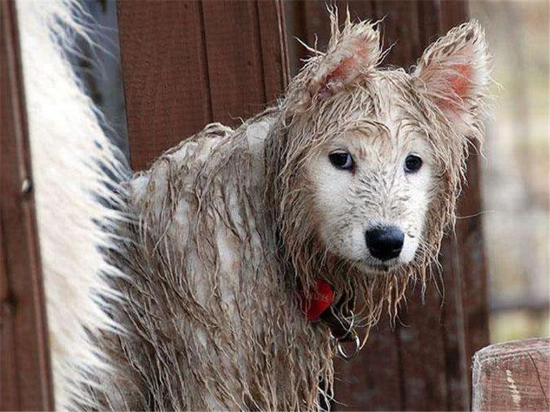 宠物医院最不想接待的4种狗狗，给钱都会被嫌弃，图4很可怜
