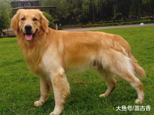 金毛正在喂奶，主人家的小宝宝突然爬过去，它的举动让人很是意外