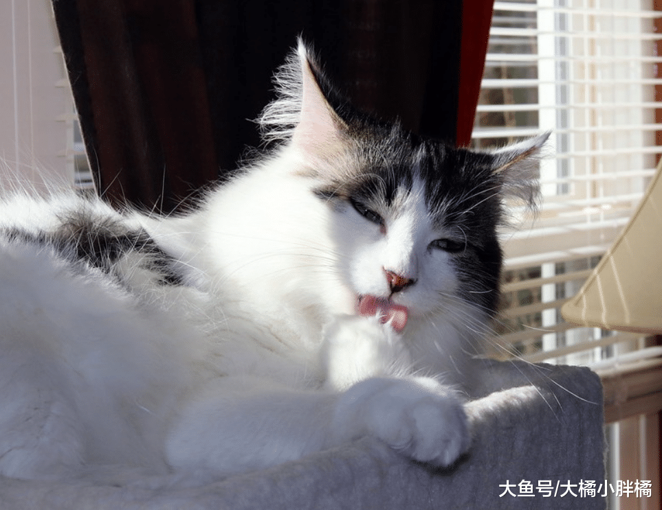 猫咪“找你茬”的6个行为，如果你接受不了，再爱猫也别当铲屎官