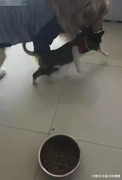 猫咪抢金毛午餐吃，金毛最终忍无可忍，把一旁的主人逗得开怀大笑