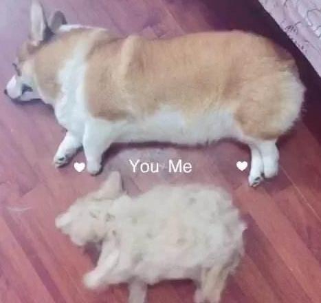 想养柯基，如果接受不了这几点，还是别养了！