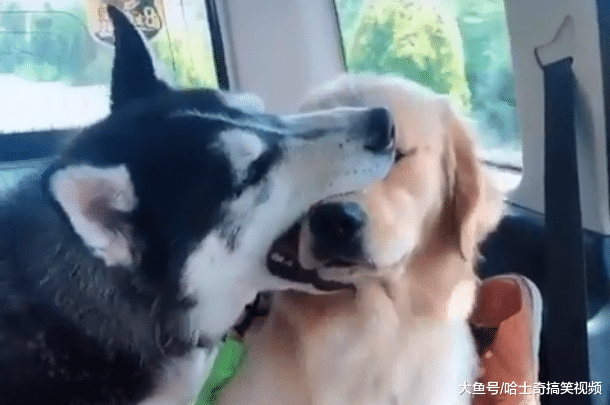 网友养了二哈跟金毛，结果一年后悲剧了，金毛变成了磨牙棒