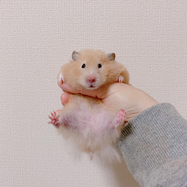 女生养仓鼠的5大原因，作为男生，您知道吗？