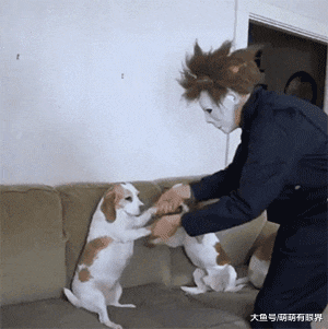 摊上一个天天爱装神弄鬼的主人，狗都看烦了：铲屎的，请你成熟点！