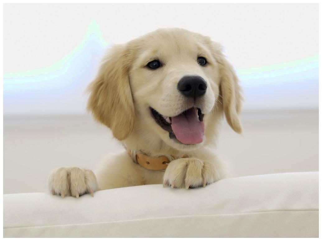 老爸对狗狗的教育模式，隔着屏幕都是“满满的父爱”！